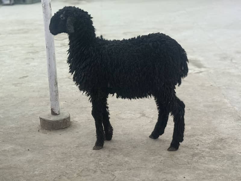 Black dumba jori 1