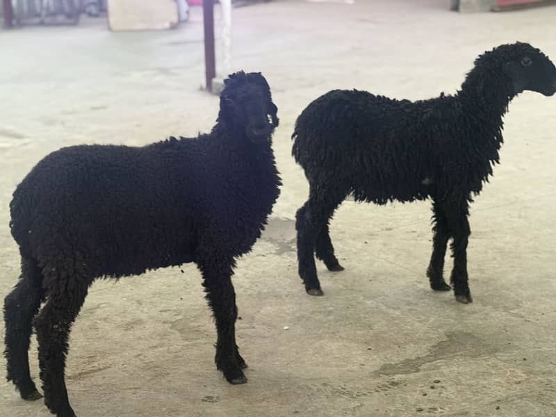 Black dumba jori 2