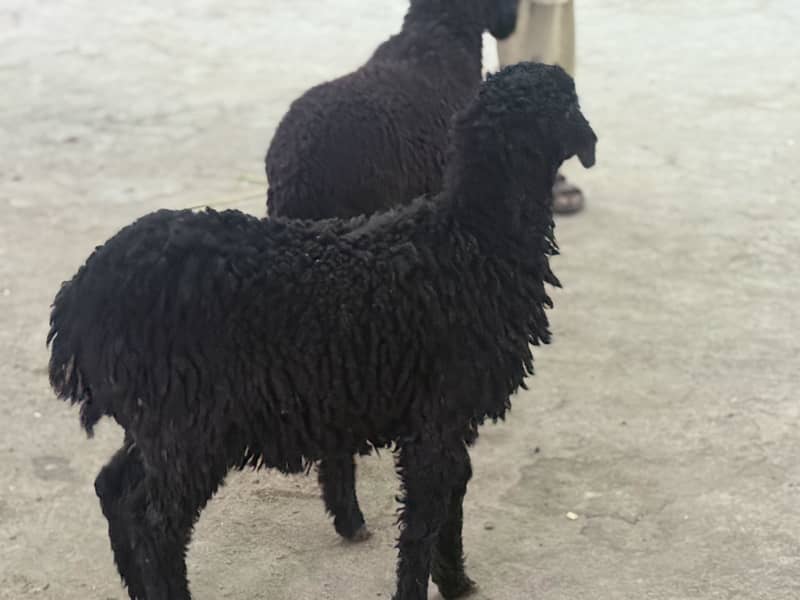 Black dumba jori 3