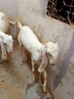 goats