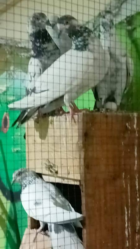pigeons 4