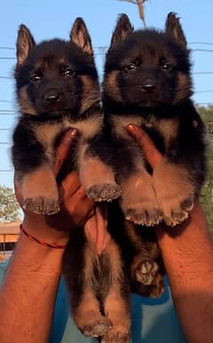 German Shepherd double coat pair 45 days for sale