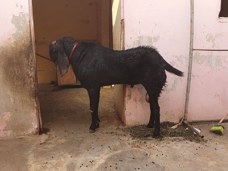 bakra for sale 0