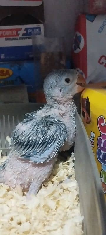 cobalt chick available age 30 days 0