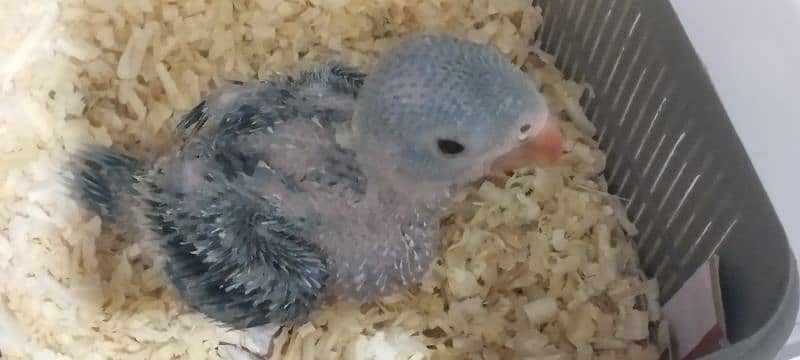 cobalt chick available age 30 days 1