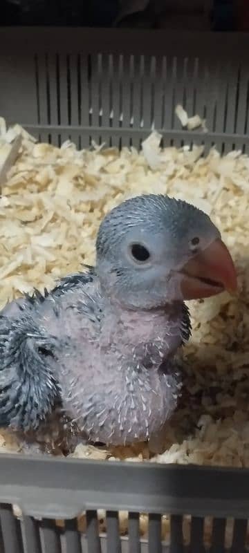 cobalt chick available age 30 days 2