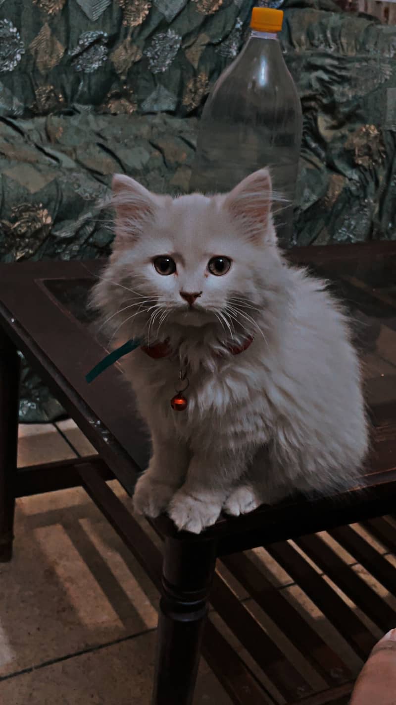 Persian female cat t 0
