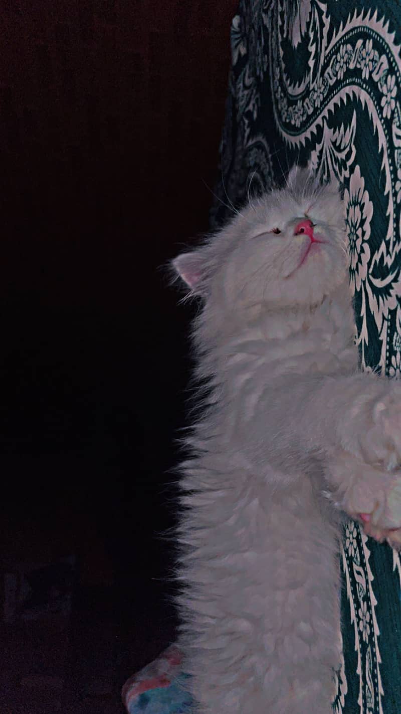 Persian female cat t 1
