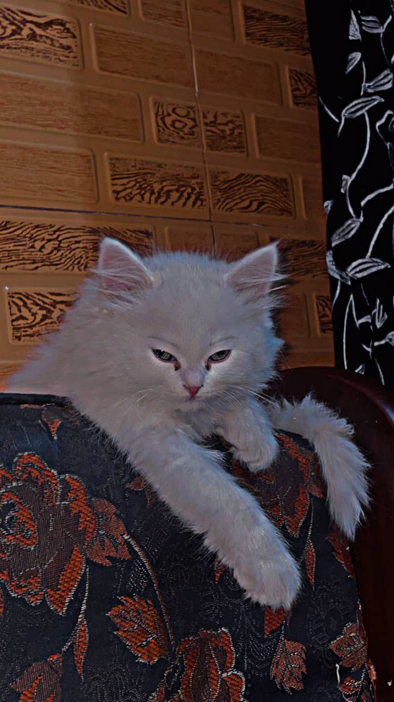 Persian female cat t 2