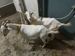 gulabi