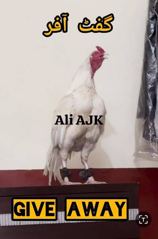 Heera aseel chicks 0