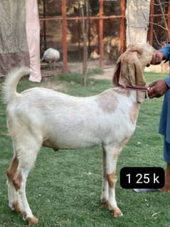 Amratsari /nagra beetal /sahiwal /qurbani goat /bakr /بکرا /desi goat