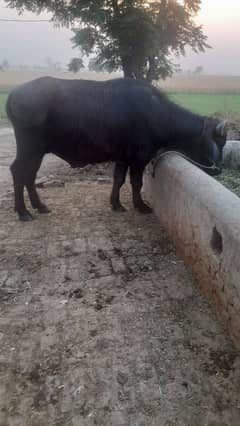 male buffalo kata age 3 years very beautiful  animal