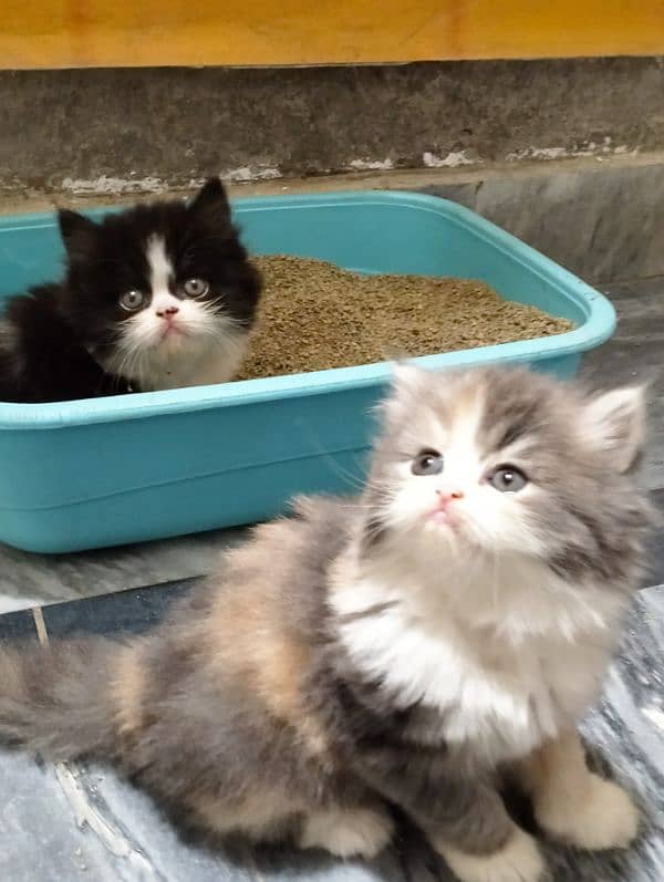pure Persian bicolor kittens Each price 27k 0