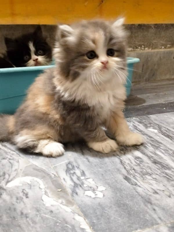 pure Persian bicolor kittens Each price 27k 1