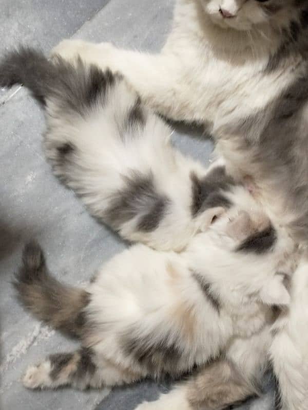 pure Persian bicolor kittens Each price 27k 2