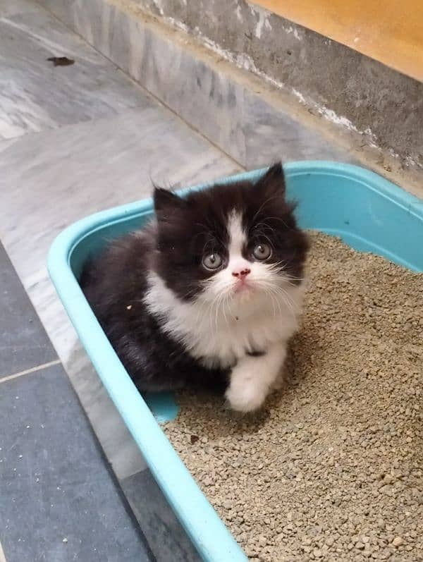pure Persian bicolor kittens Each price 27k 3