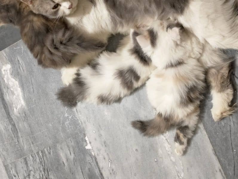 pure Persian bicolor kittens Each price 27k 4