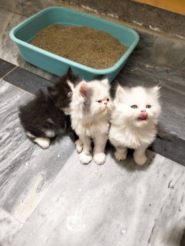 pure Persian bicolor kittens Each price 27k 5