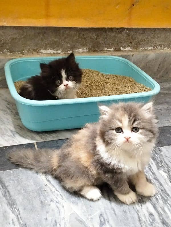 pure Persian bicolor kittens Each price 27k 6