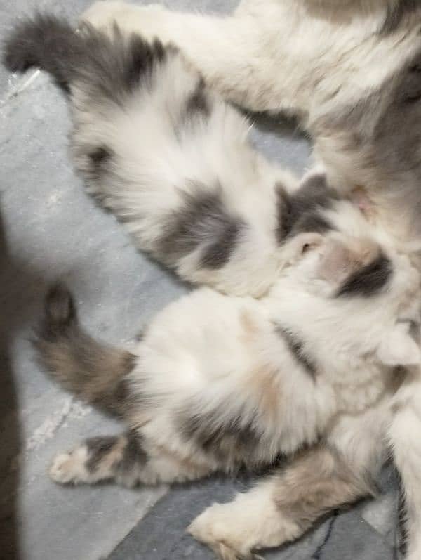 pure Persian bicolor kittens Each price 27k 7