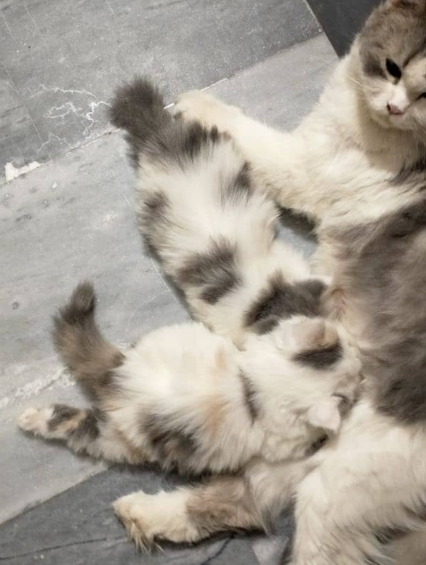 pure Persian bicolor kittens Each price 27k 8