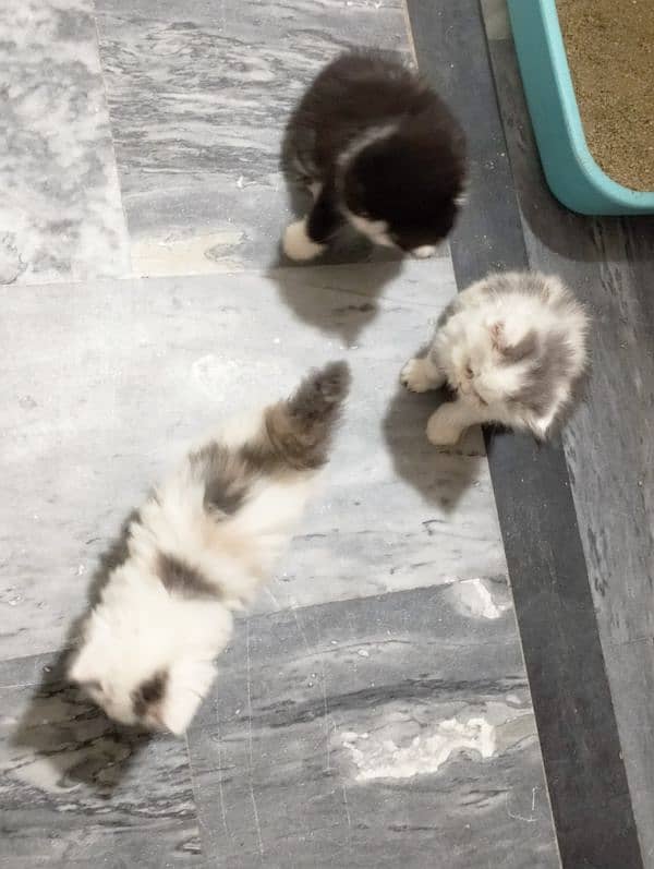 pure Persian bicolor kittens Each price 27k 9
