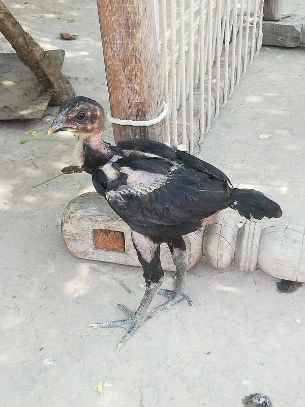 thai dragon aseel chicks high quality 03147563639 whatsapp 0