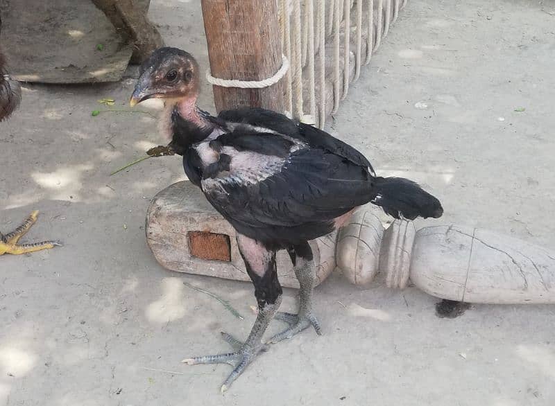 thai dragon aseel chicks high quality 03147563639 whatsapp 1