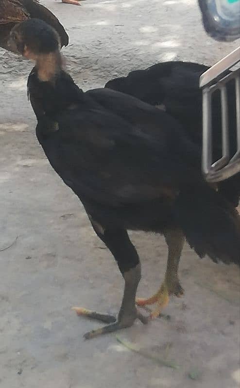 thai dragon aseel chicks high quality 03147563639 whatsapp 2