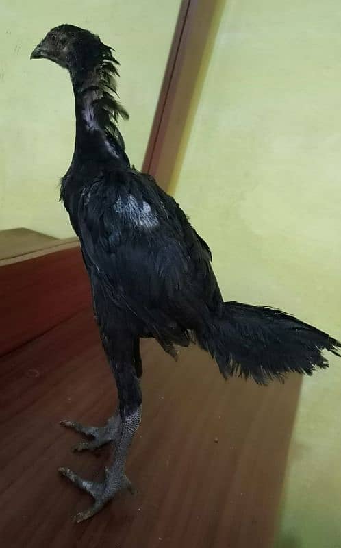 thai dragon aseel chicks high quality 03147563639 whatsapp 4