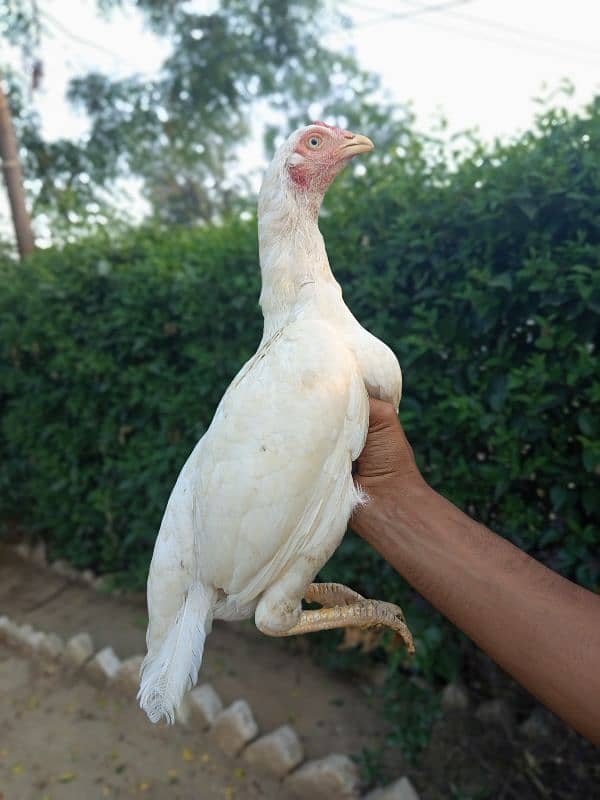 Aseel heera breeder madi for sale. 0