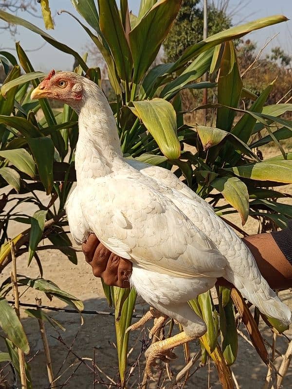 Aseel heera breeder madi for sale. 1