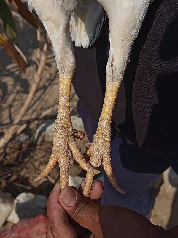 Aseel heera breeder madi for sale. 2