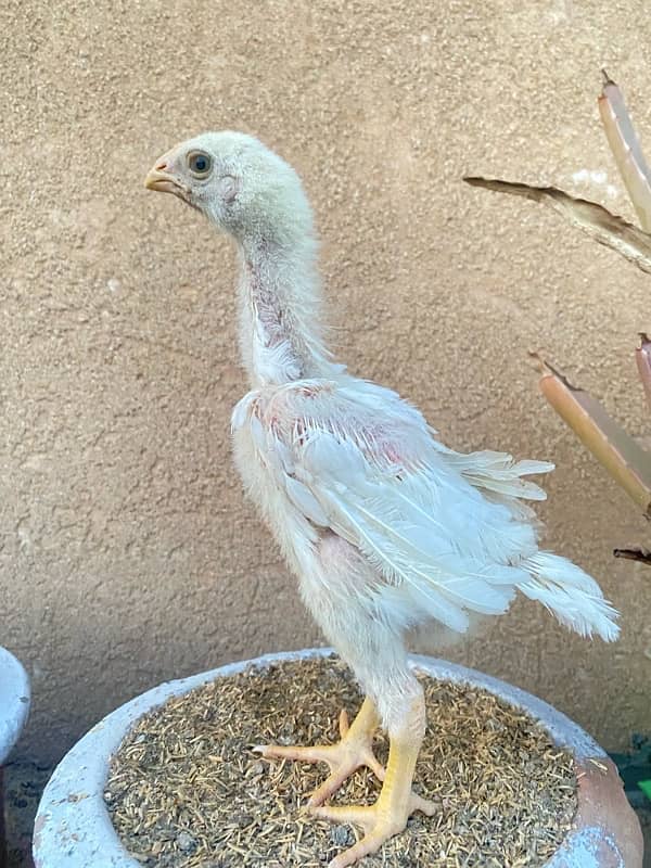 Shamo chicks 1