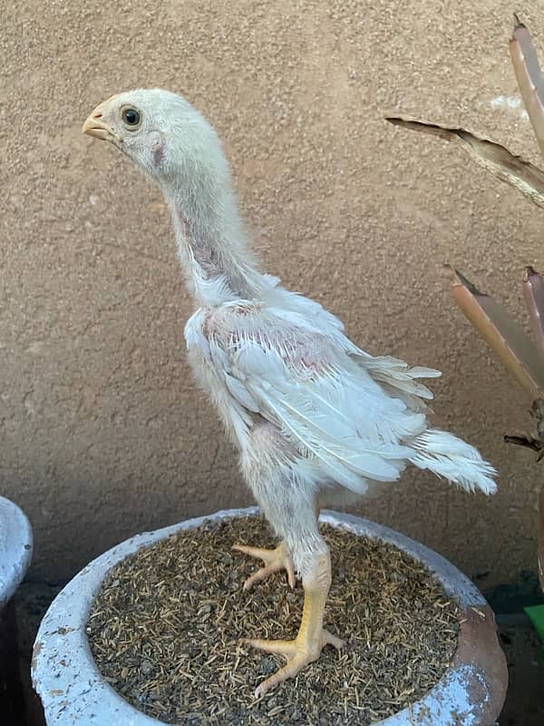 Shamo chicks 2