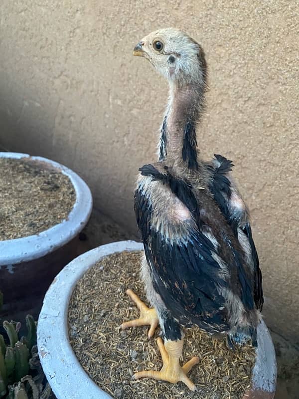 Shamo chicks 3