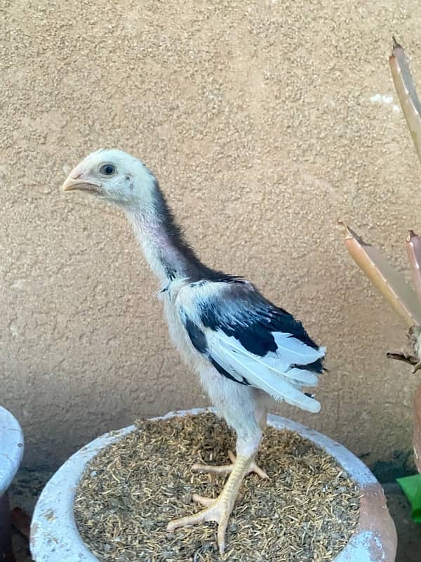Shamo chicks 5