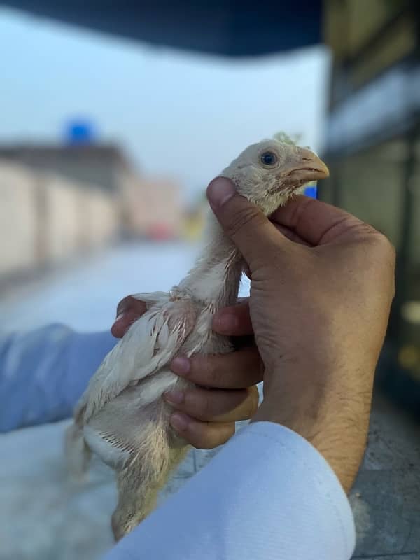 Shamo chicks 7