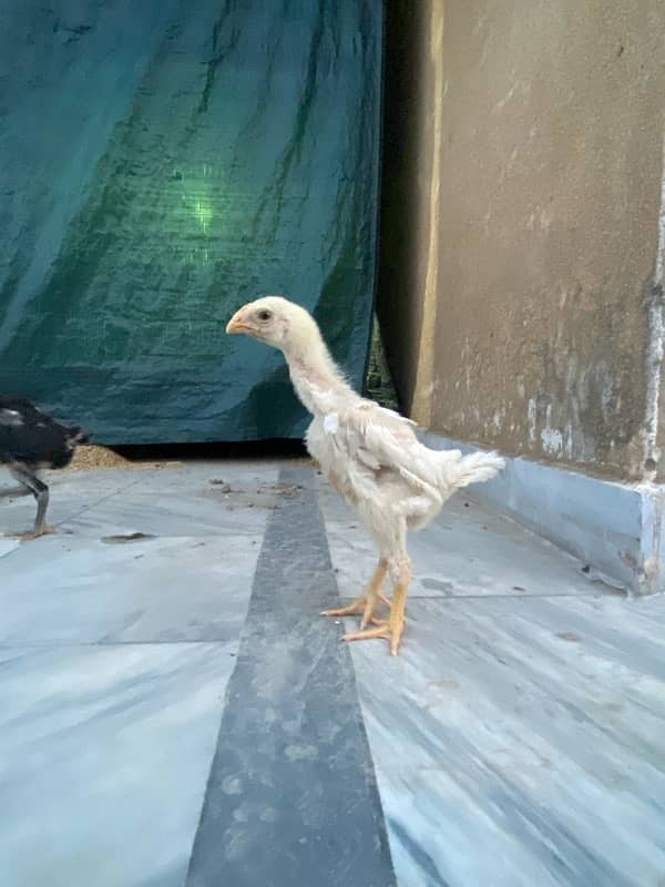 Shamo chicks 8