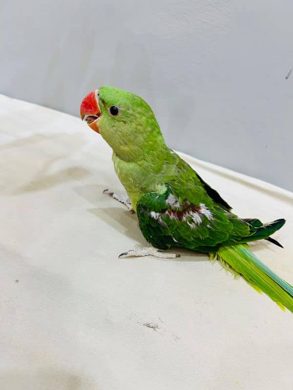 Alexander Chick Available age 4 month 0