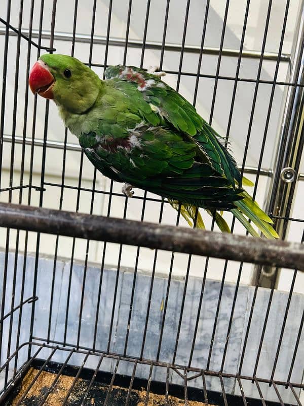 Alexander Chick Available age 4 month 1
