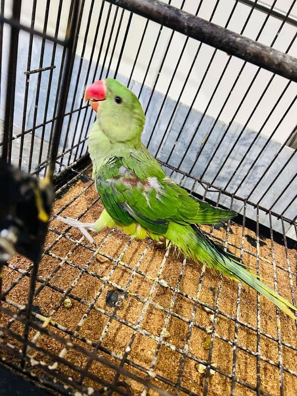 Alexander Chick Available age 4 month 2