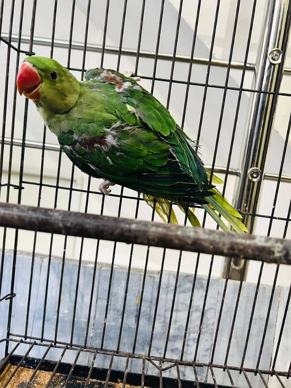 Alexander Chick Available age 4 month 3