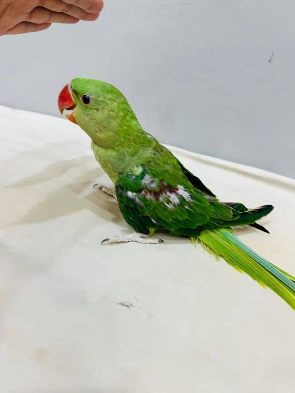 Alexander Chick Available age 4 month 4