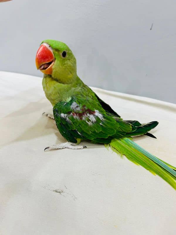 Alexander Chick Available age 4 month 5