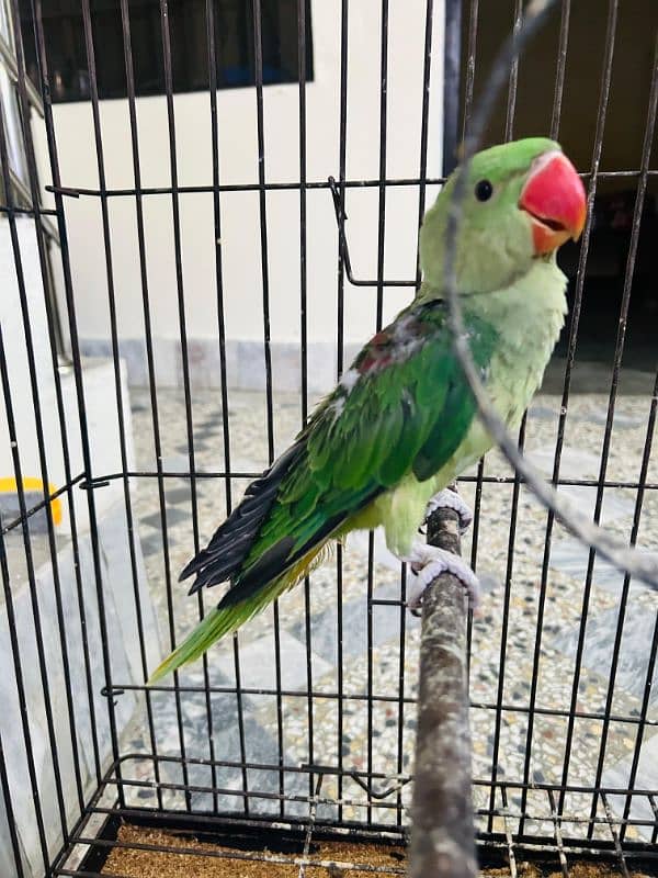 Alexander Chick Available age 4 month 6
