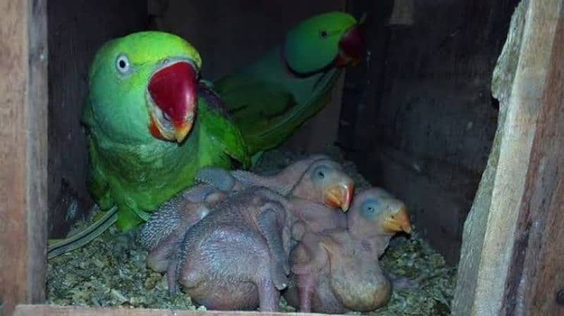 Raw Breeder Pair's With chicks available 1