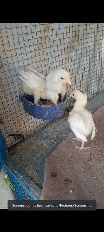 breader lakha 4