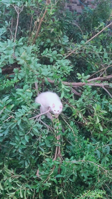 Beautiful white Persian cat golden eyes for sale no 03338916325 1